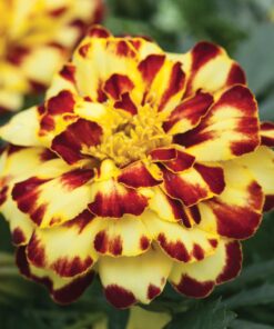 Marigold Alumia Creme Brulee