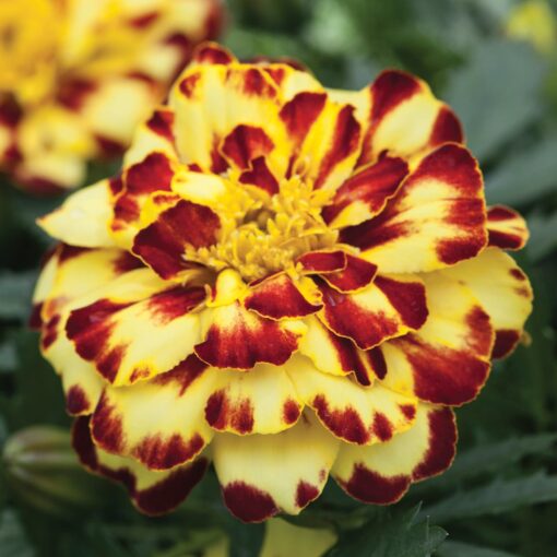 Marigold Alumia Creme Brulee