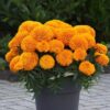 Marigold Marvel Orange