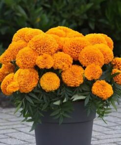 Marigold Marvel Orange