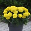 Marigold Marvel Yellow