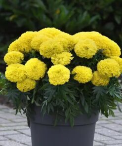 Marigold Marvel Yellow