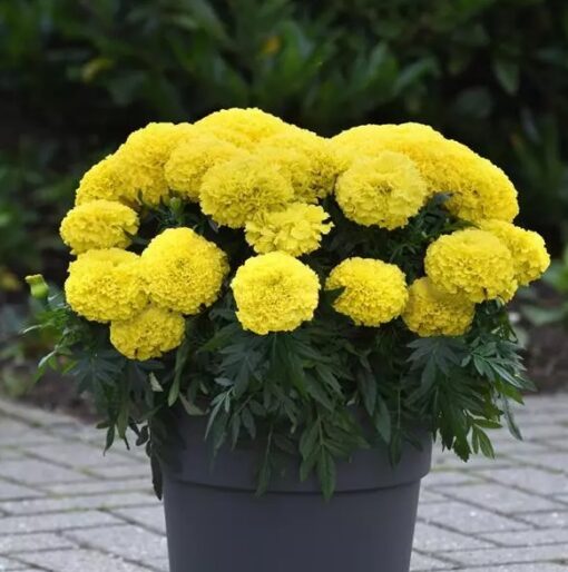 Marigold Marvel Yellow