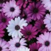 Osteospermum Akila Mix