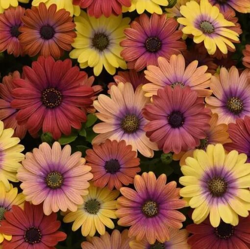 Osteospermum Akila Hawaii Sunset