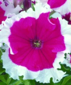petunia cherry picotee