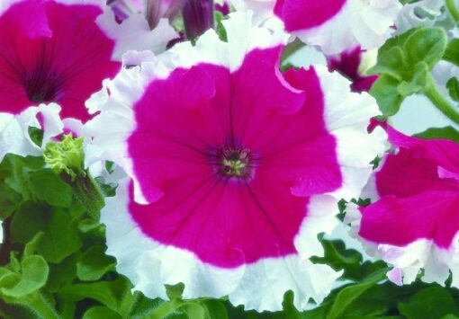 petunia cherry picotee