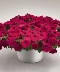 Petunia Deep Rose