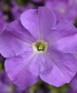 Petunia Lavender Seeds
