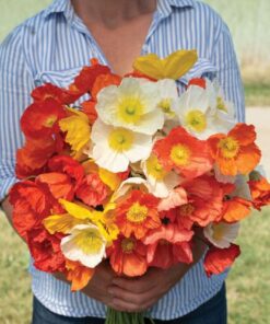 Poppy Champagne Bubbles