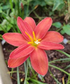 Rain Lily Khun paen
