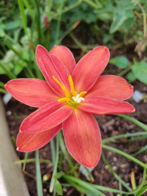 Rain Lily Khun paen