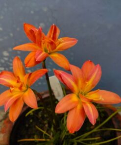Rain Lily Amelia