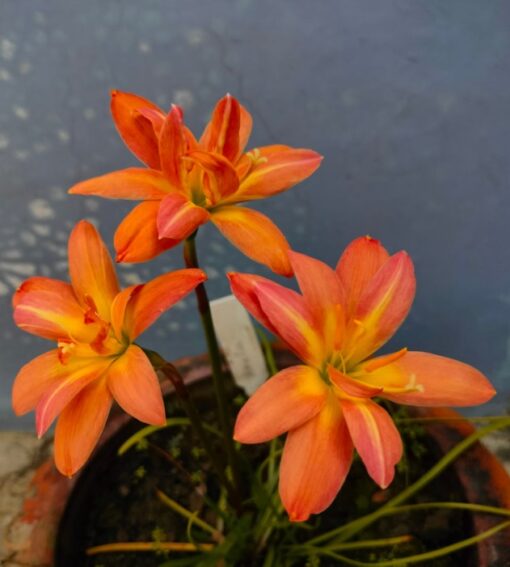 Rain Lily Amelia
