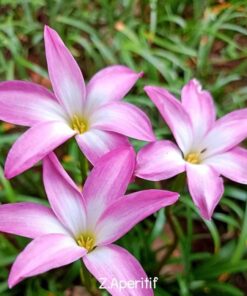 Rain Lily Aperitif