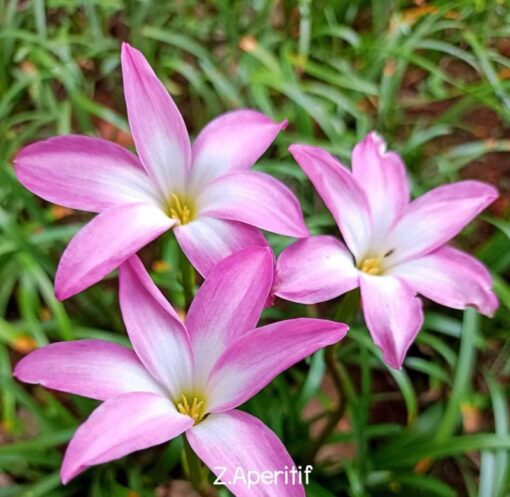 Rain Lily Aperitif