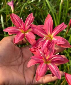 Rain Lily Cassini