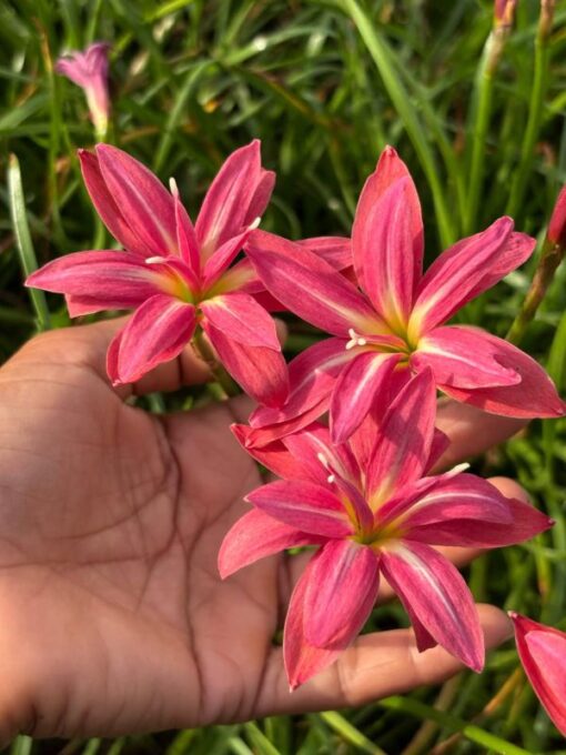 Rain Lily Cassini