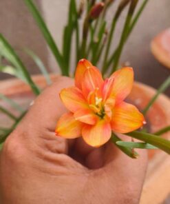 Rain Lily Darlay Jay