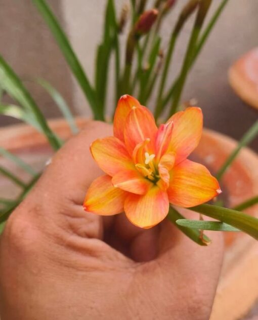 Rain Lily Darlay Jay