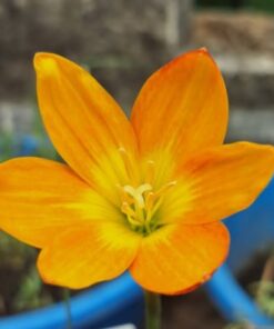 Rain Lily H10