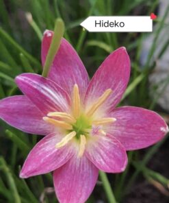 Rain Lily Hideko