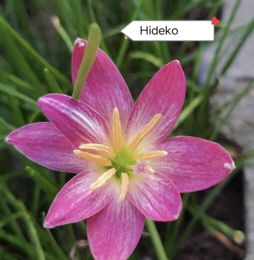 Rain Lily Hideko