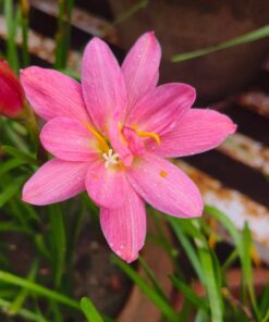 Rain Lily Miss Ruby