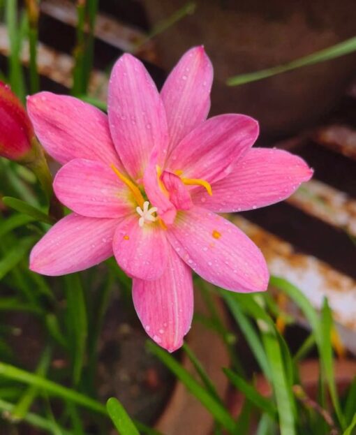 Rain Lily Miss Ruby