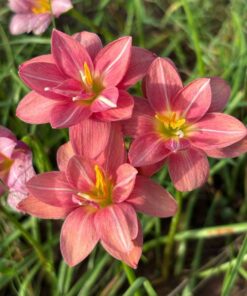 Rain Lily Misty