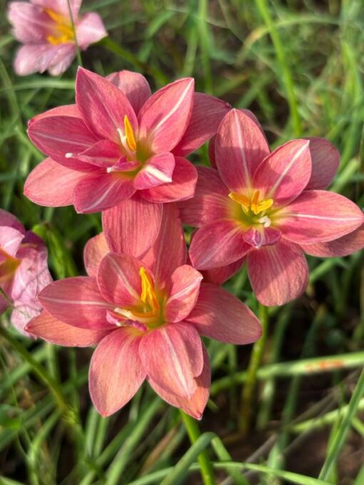 Rain Lily Misty