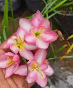 Rain Lily Parona