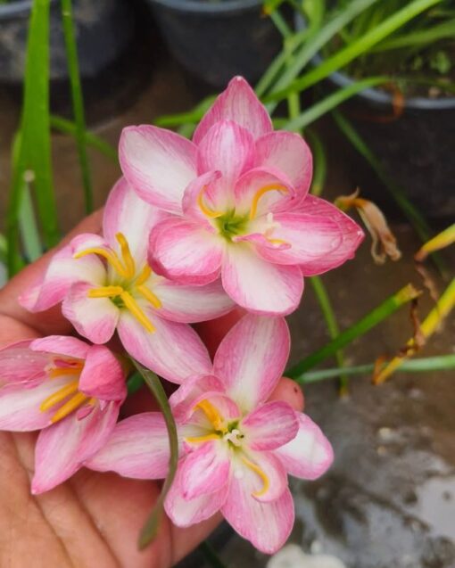 Rain Lily Parona