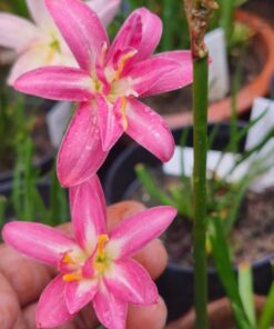 Rain Lily Poonsap