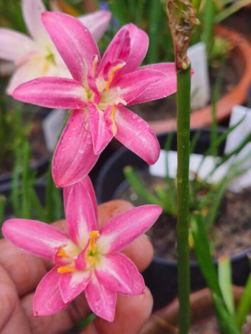 Rain Lily Poonsap