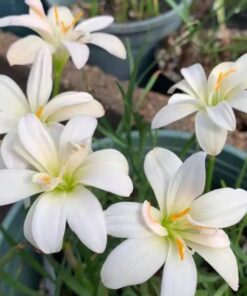 Rain Lily Pure of White Dew