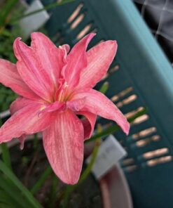 Rain Lily Sila Rose