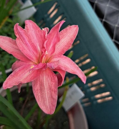 Rain Lily Sila Rose