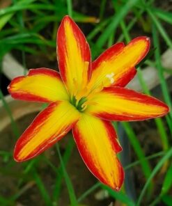 Rain Lily Sunshine Love