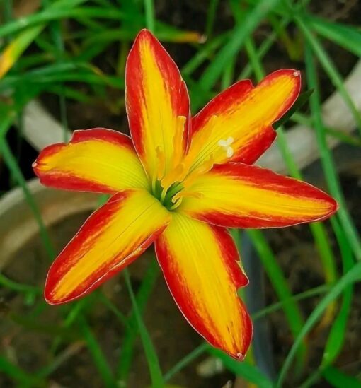 Rain Lily Sunshine Love