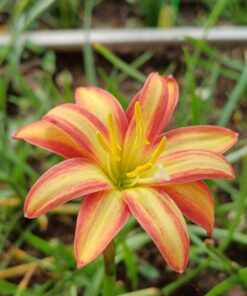 rain lily urania