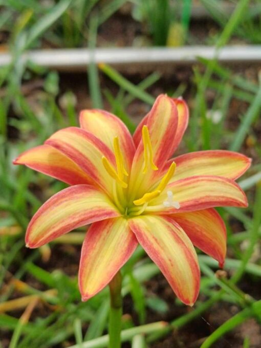rain lily urania