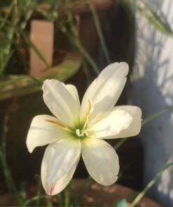 Rain Lily White Rabbit