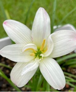 Rain Lily White Rabbit