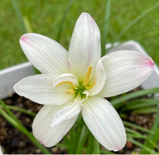 Rain Lily White Rabbit