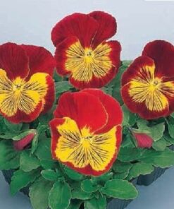 Viola Viola wittrockiana F1 Cats