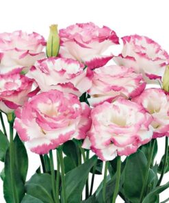 Lisianthus Aube Rose Picotee