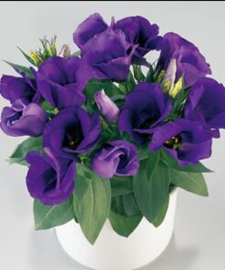 Lisianthus F1 Julietta Blue
