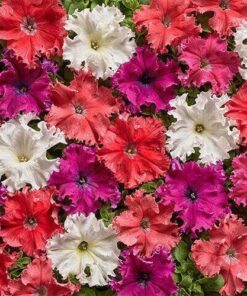 Petunia Fimbriata Aphrodite