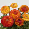 Ranunculus Bicolor Fire